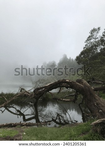 view of a lake on the edge of which there is a fallen tree leading to the edge of the lake, with cool weather in the morning