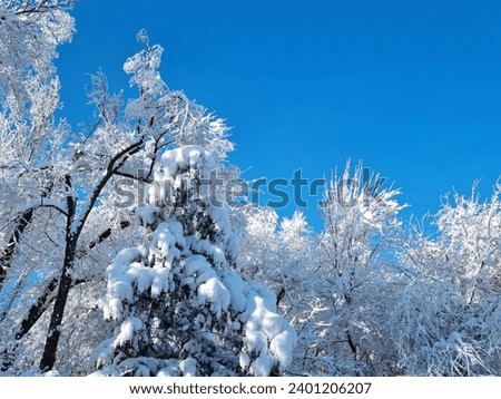 Snow-covered crowns of tall trees on a frosty winter day against a blue sky. Nature background