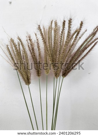 a collection of weeds inside the white walls