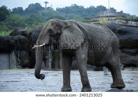 Separate photograph of an Asian elephant