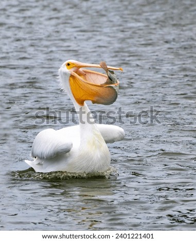 Large white pelican with a big fish in it's basket like bill Royalty-Free Stock Photo #2401221401
