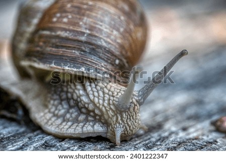 Helix pomatia also Roman snail or burgundy snail is a large air-breathing land snail. Pulmonary Gastropod Mollusk, family Helicidae stock photo