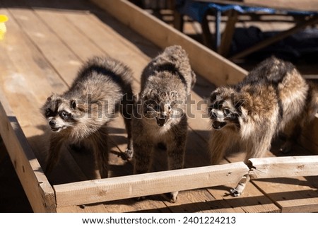 Stuffed three raccoons for sale in the village. Lahich. Azerbaijan.