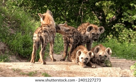 Five hyenas are captured, their fur is spotted and brownish in color. Three of them are sitting or lying on the ground, while two are standing. They appear to be young and possibly cubs.