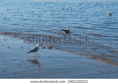 View of a seagull on the Dutch North Sea