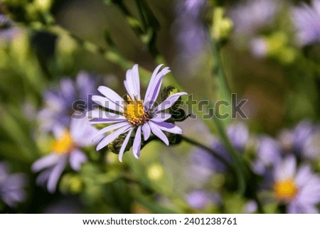 The European Michaelmas daisy blossoms Royalty-Free Stock Photo #2401238761