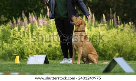 Fox red labrador training rally obedience Royalty-Free Stock Photo #2401249975