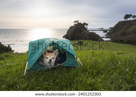 Chihuahua and a small tent for a travel camping concept with sea stacks in Port Orford, Oregon.