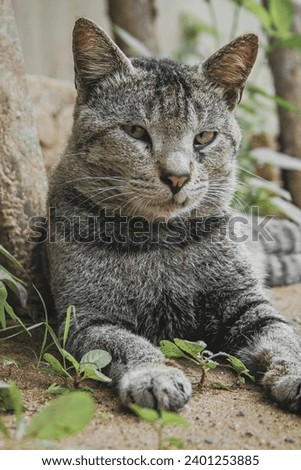 A gray cat was lying on the ground, with a fierce face