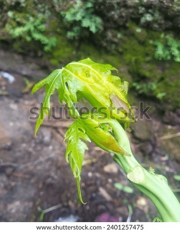 Fresh green leaf in natural environment, close-up of botanical growth. Royalty-Free Stock Photo #2401257475