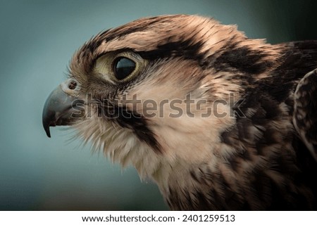Close up falcon head with detailed feathers.