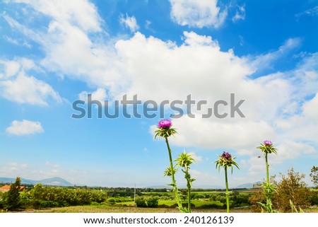 pink cardoon flowers under a cloudy sky. Shot in Sardinia, Italy.