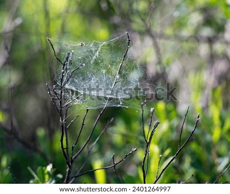 Spider web construction on branches with a blur forest background. 