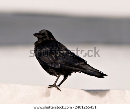 Raven close-up side view standing on snow with a soft white background contrast in its environment and habitat surrounding. Crow Picture.