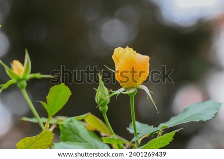 Orange, yellow color rose bloom. Perfect for representing the th