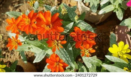 Zinnia flower beautiful pattern view and well blooming wallpaper background image photography 