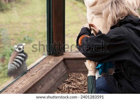 lemur monkey looking at the photographer