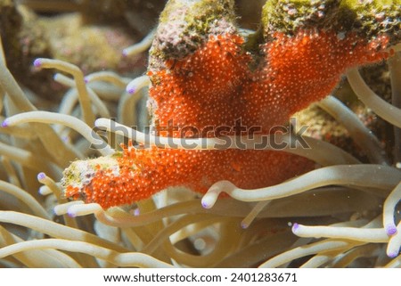 Clown fish eggs in anemone, Philippines