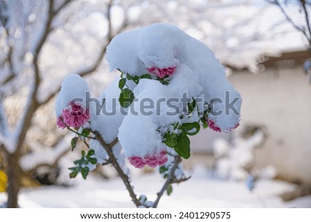 snow covered pink rose bush