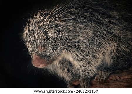 Brazilian Porcupine (Coendou prehensilis) - South american rodent