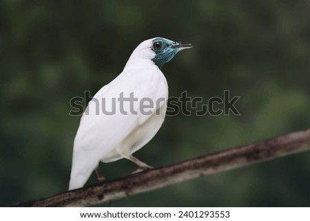 Bare-throated Bellbird (Procnias nudicollis) - South American Bird Royalty-Free Stock Photo #2401293553