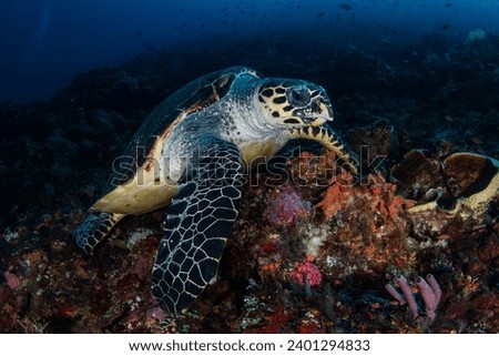 Turtle on a dive in a coral reef in Komodo National Park, indonesia