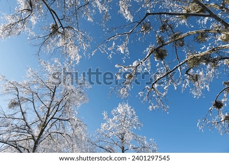 various tree tops and mistletoes covered with snow