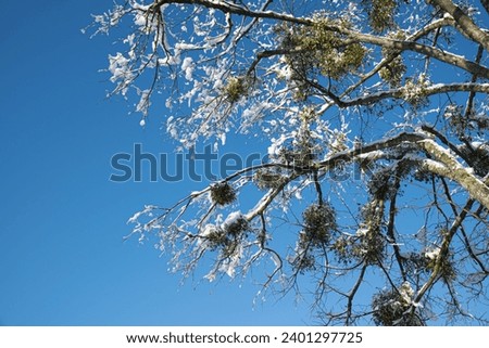 snow covered tree branch with mistletoes against but sky