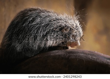 Brazilian Porcupine (Coendou prehensilis) - South american rodent