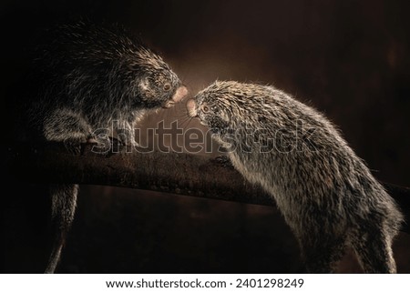 Brazilian Porcupines (Coendou prehensilis) - South american rodent