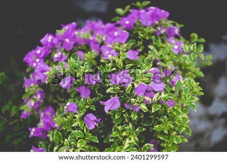 purple flowers in a sad space, sad afternoon like purple leaf petals with orchids, purple flowers, beautiful flower petals with purple sunlight
