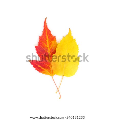 yellow and red maple leaves closeup