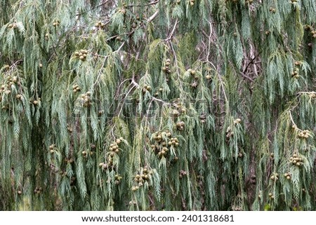 Kashmir Cypress Tree growing in Australian Botanic Garden Royalty-Free Stock Photo #2401318681