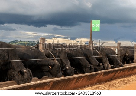 Herd of Aberdeen Angus animals in a feeder area of a beef cattle farm in Brazil Royalty-Free Stock Photo #2401318963