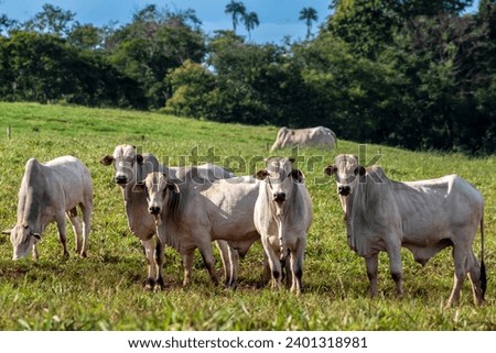 Herd of zebu Nellore animals in a pasture area of a beef cattle farm in Brazil Royalty-Free Stock Photo #2401318981