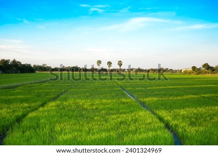 Green rice paddy field plantation in Asia with the blue sky