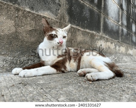 Little Street Cat, posing for photography on a sukhumvit street in Bangkok, Thailand