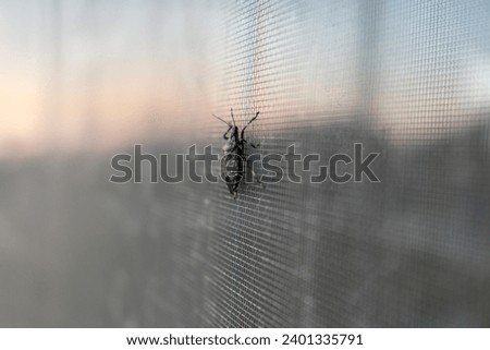 Marmorated Stink Bug: Agricultural Pest, Insect, and Satellite Pest. Royalty-Free Stock Photo #2401335791