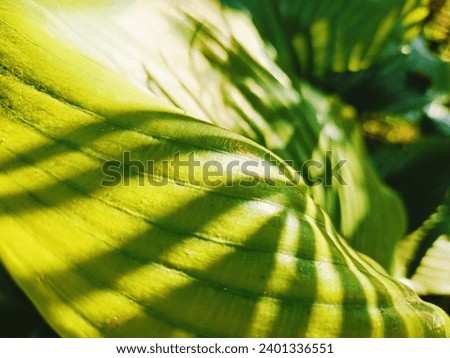 The morning light, the light on the leaves, the lucky leaves, the shadows that create patterns.  Contrast with the green leaves to stand out.  Countryside nature style garden scene.