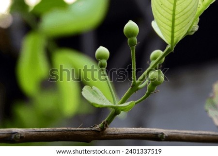 Closeup of Guava buds with branch.