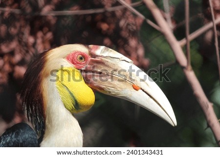 Hornbill is a type of bird that has a beak shaped like a cow horn but without the loop. It is usually light-coloured. Its scientific name "Buceros" refers to the shape of the bill, and means "cow horn
