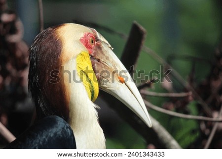 Hornbill is a type of bird that has a beak shaped like a cow horn but without the loop. It is usually light-coloured. Its scientific name "Buceros" refers to the shape of the bill, and means "cow horn