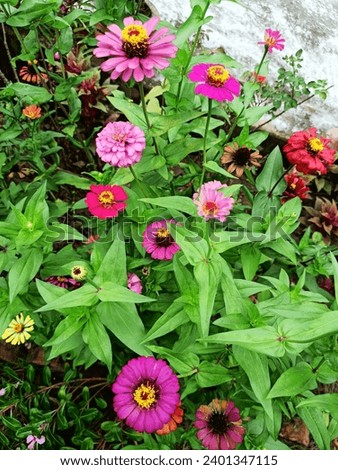 Zinnia peruviana is a good choice for naturalized areas, cottage gardens, cutting gardens, native gardens, pollinator gardens, or containers. Royalty-Free Stock Photo #2401347115