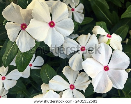 Catharanthus roseus, commonly known as bright eyes, Cape periwinkle, graveyard plant, Madagascar periwinkle, old maid, pink periwinkle, rose periwinkle Royalty-Free Stock Photo #2401352581