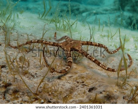 Black brittle star from the Mediterranean Sea    Royalty-Free Stock Photo #2401361031