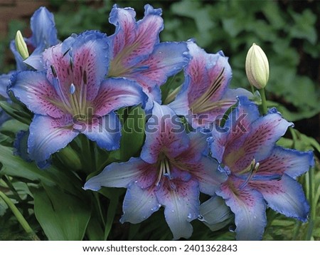 The amaryllis flower, a combination of purple and pink, is blooming very beautifully Royalty-Free Stock Photo #2401362843