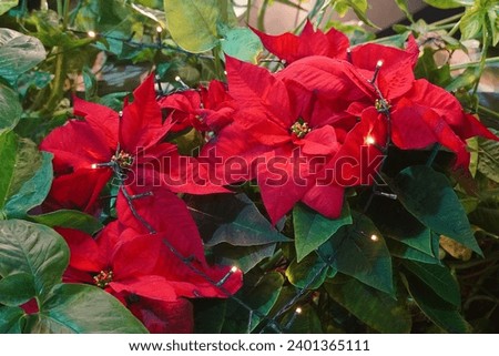 Red poinsettia flowers decorated for Christmas Royalty-Free Stock Photo #2401365111