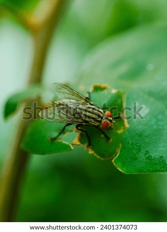 Different positions of flies, in their quest for food, land on the twigs and leaves of bougainvillea flower trees