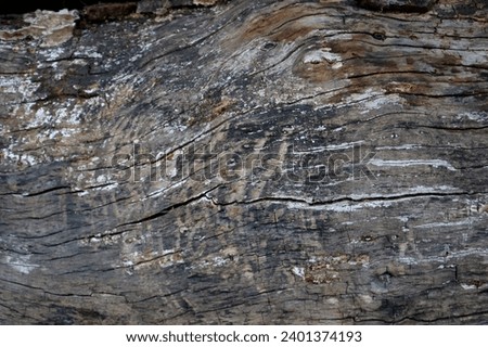 wood texture natural, plywood texture background surface with old natural pattern, Natural oak texture with beautiful wooden grain, Walnut wood.