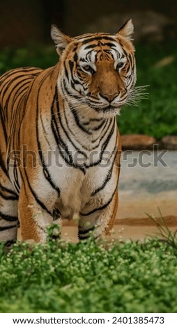 The image shows a tiger walking through tall grass. The tiger has a distinctive orange coat with black stripes, and its powerful muscles can be seen as it moves through the grass. The environment appe